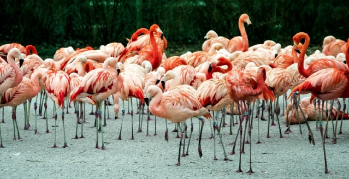 Flamingi informacje i ciekawostki